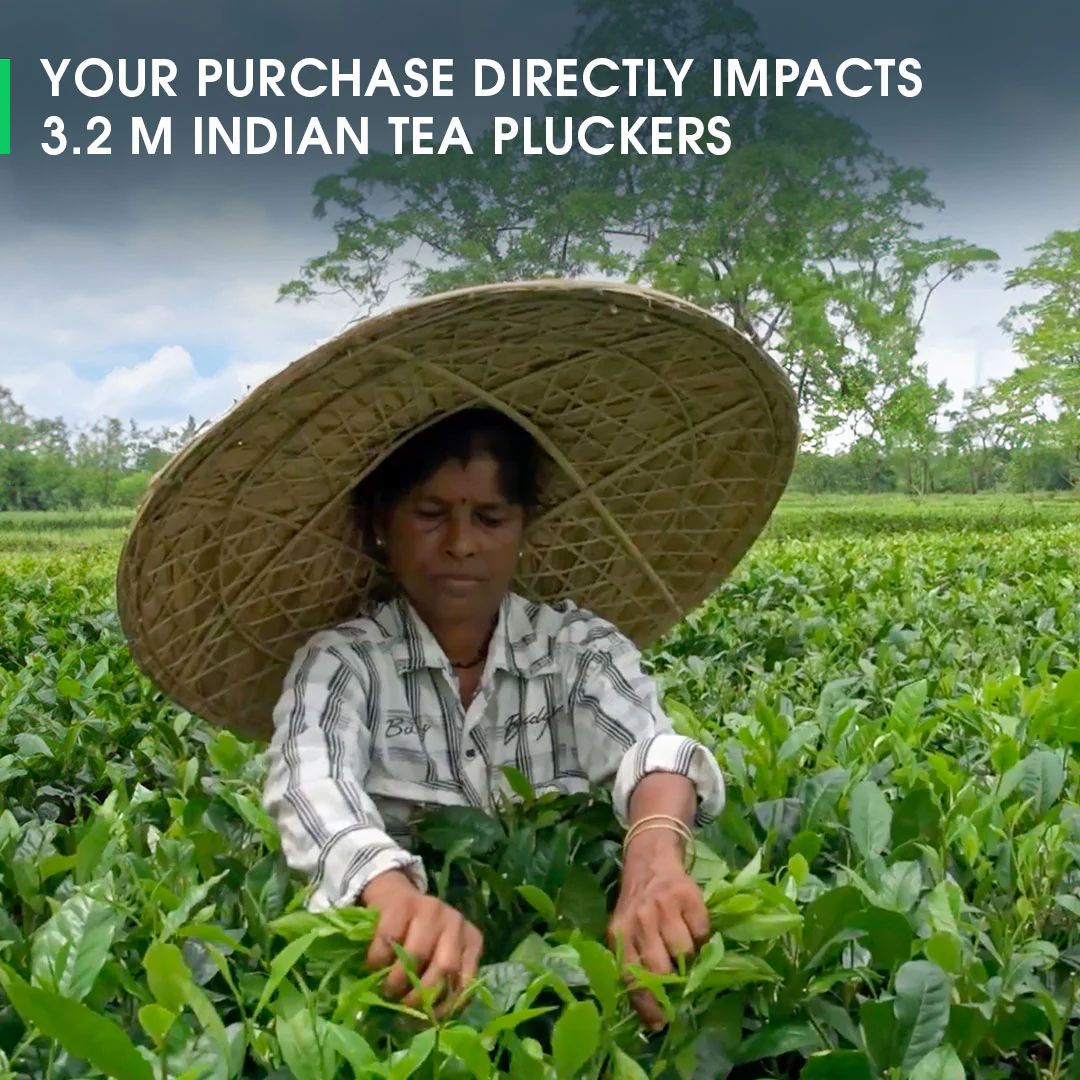 Assam Mokalbari Summer Black - Image 5