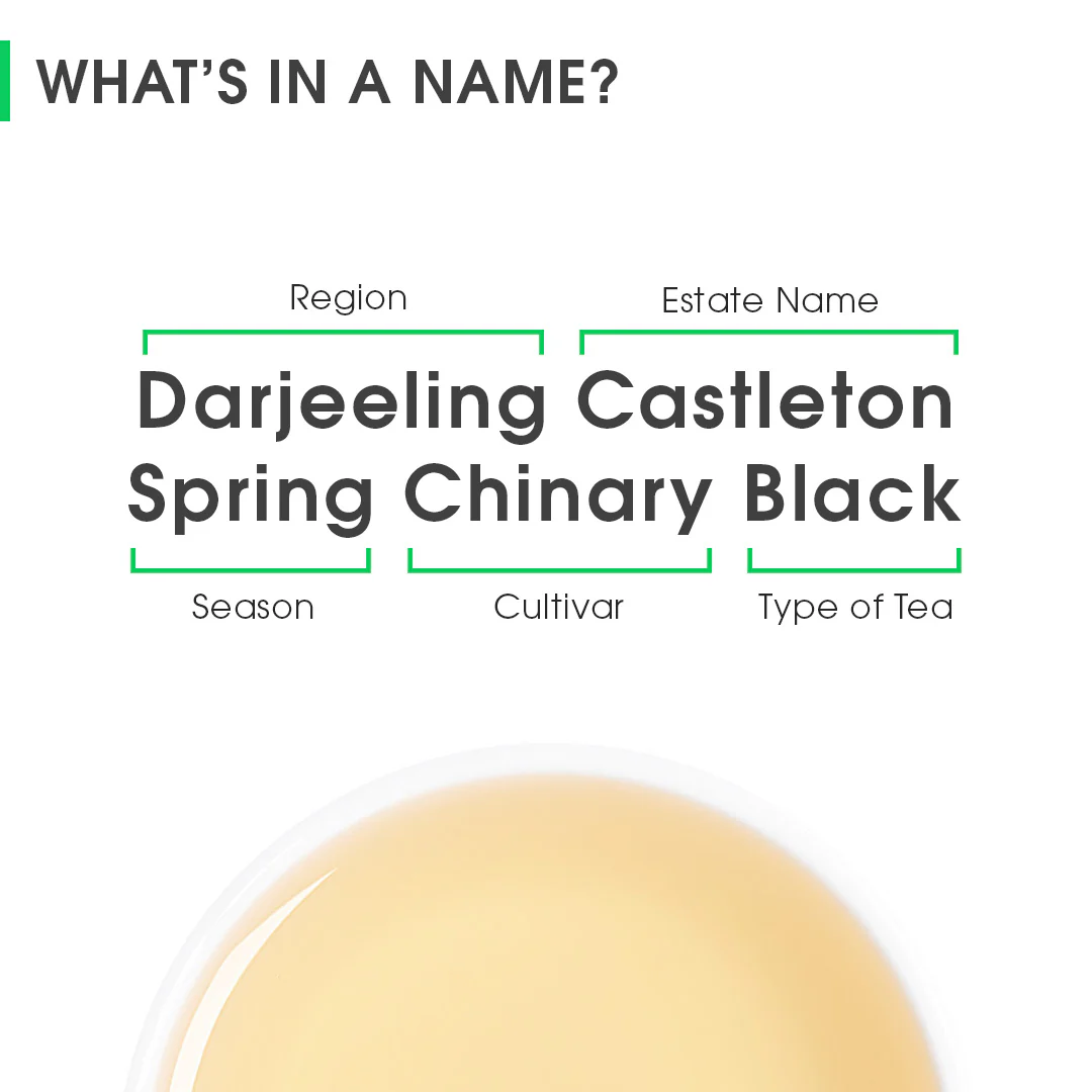 Darjeeling Castleton Spring Chinary Black - Image 8