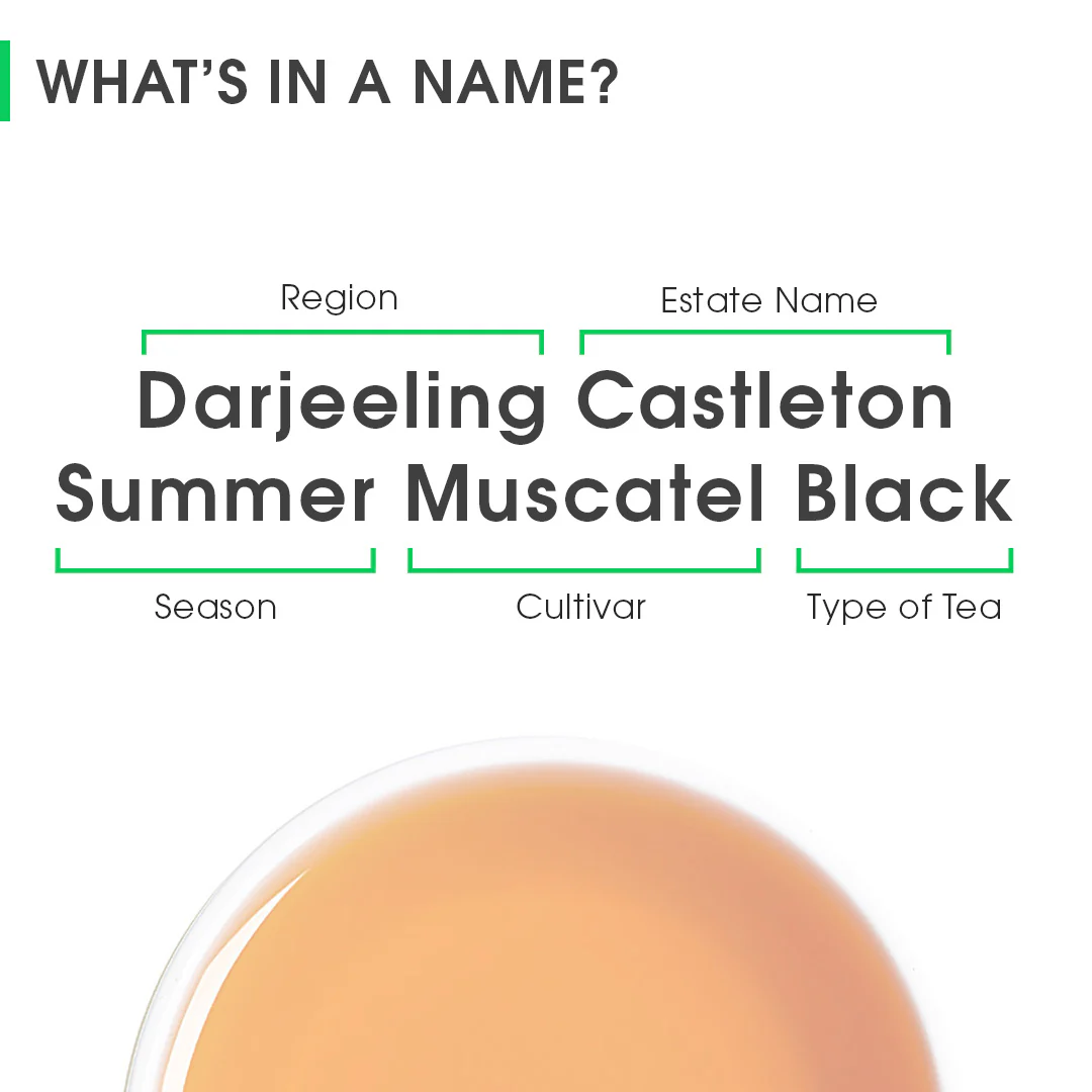 Darjeeling Castleton Summer Muscatel Black - Image 8