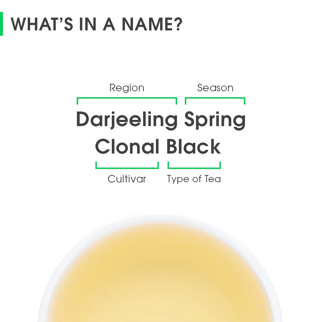 Darjeeling Spring Clonal Black - Image 8