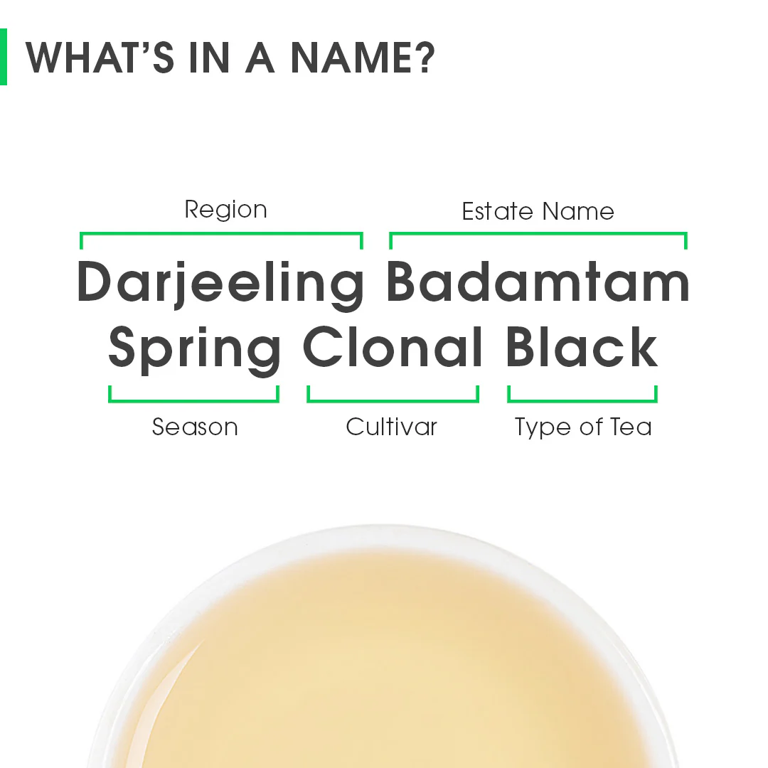 Darjeeling Badamtam Spring Clonal Black - Image 8