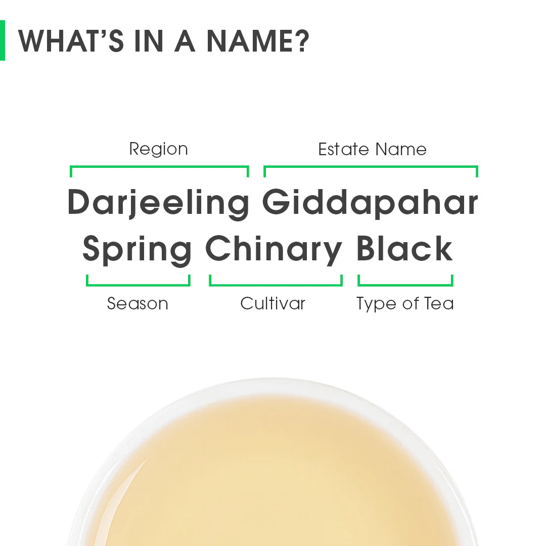 Darjeeling Giddapahar Spring Chinary Black - Image 8
