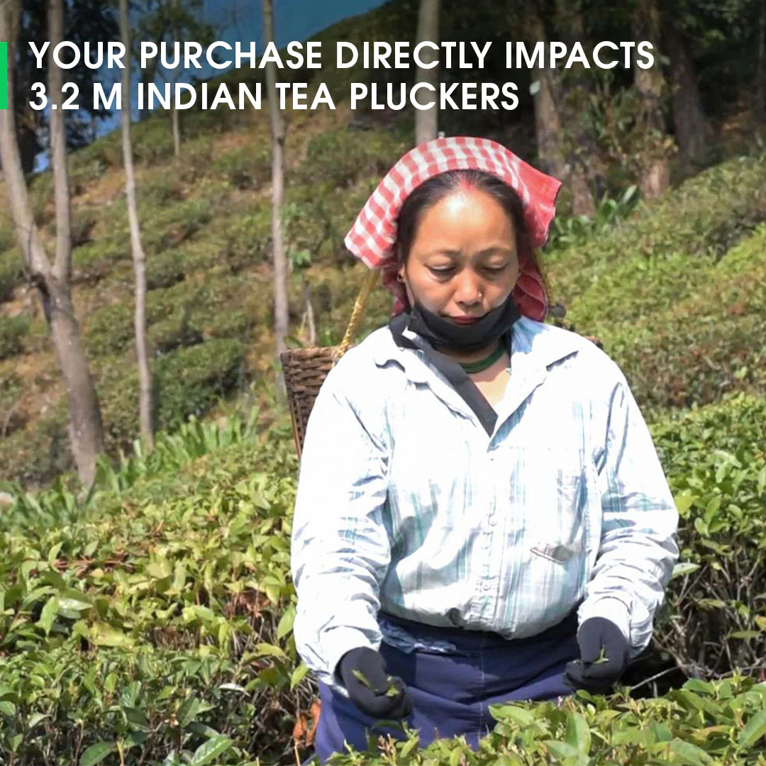 Darjeeling Giddapahar Spring Clonal Black (Limited Edition) - Image 5