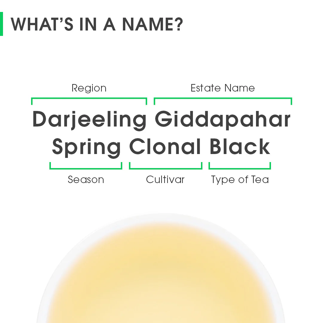 Darjeeling Giddapahar Spring Clonal Black (Limited Edition) - Image 8
