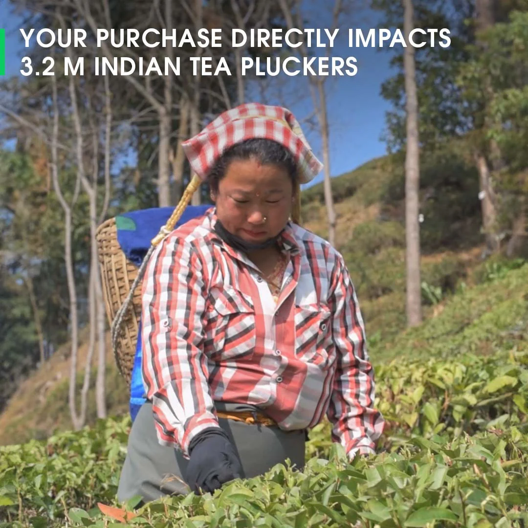 Darjeeling Risheehat Summer Chinary Black - Image 5