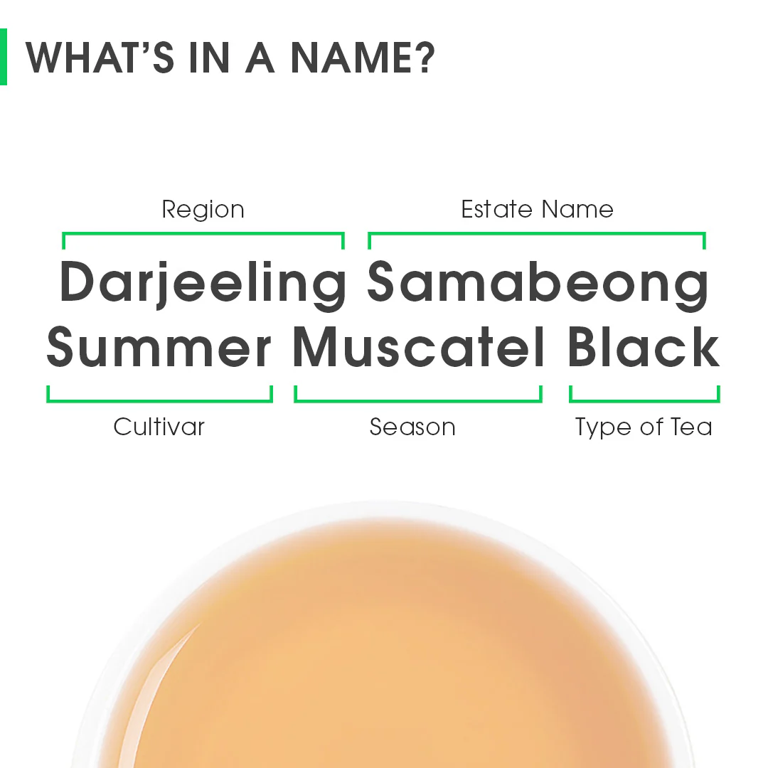 Darjeeling Samabeong Summer Muscatel Black (Limited Edition) - Image 8