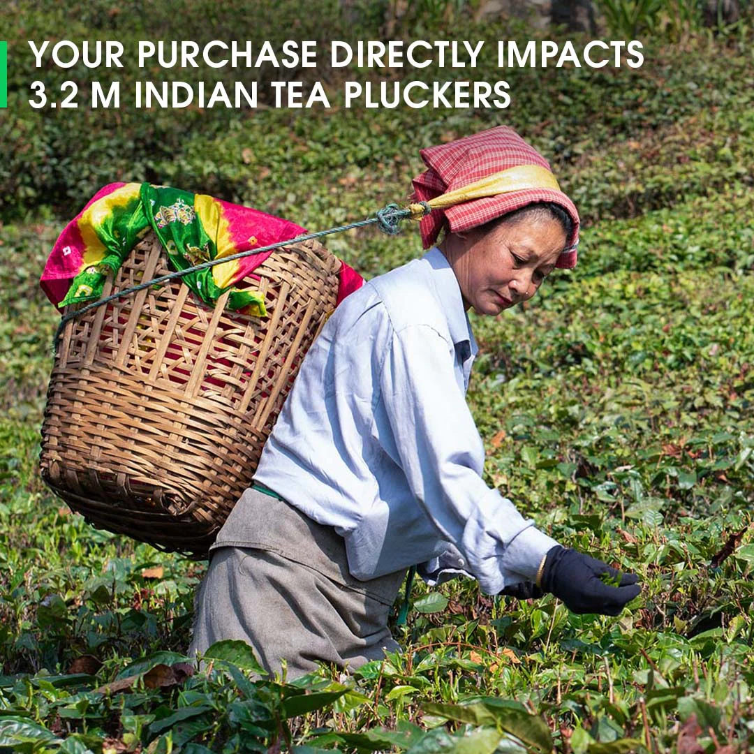Darjeeling Seeyok Summer Muscatel Black - Image 5