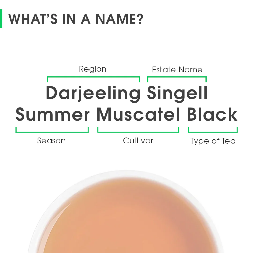 Darjeeling Singell Summer Muscatel Black - Image 8