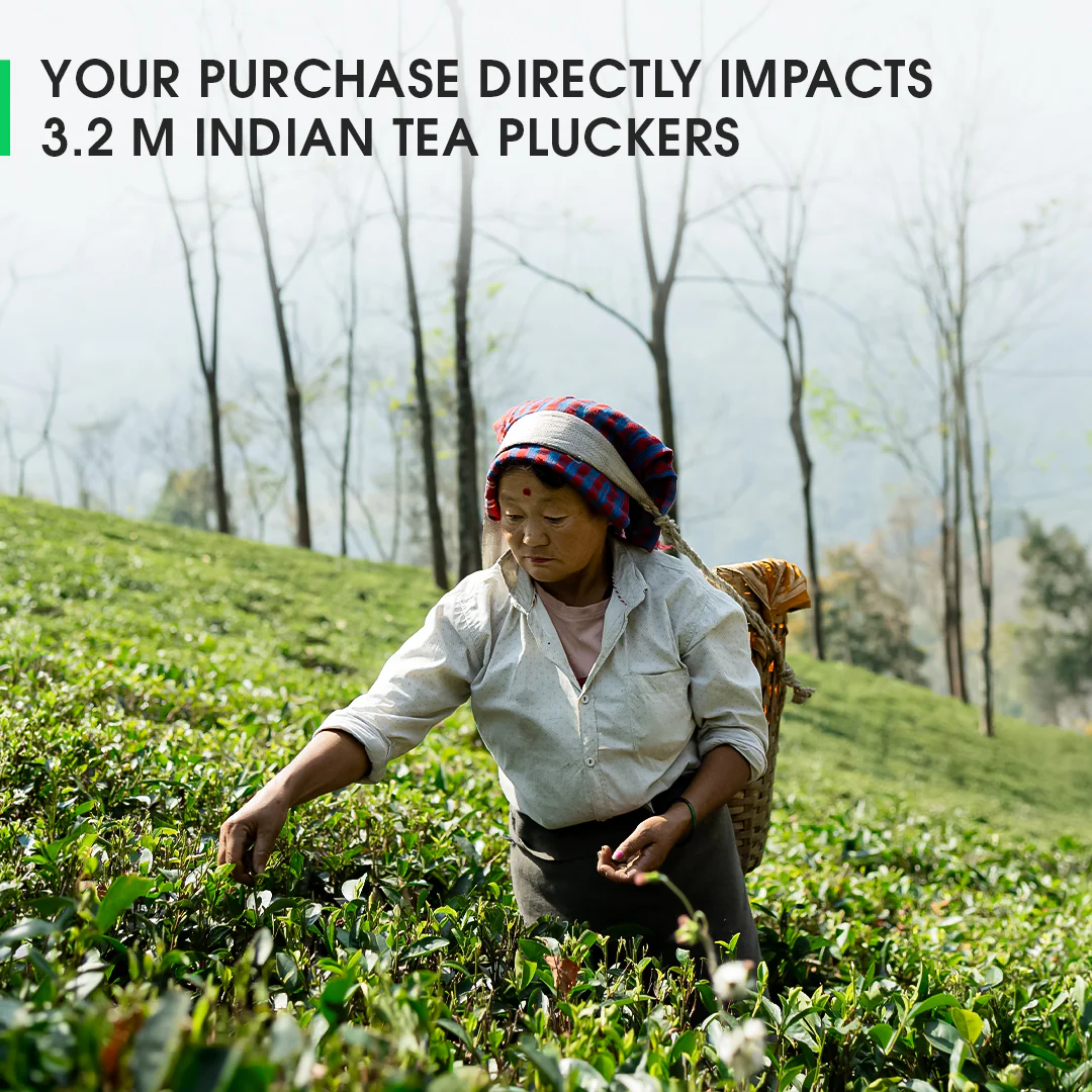 Darjeeling Upper Namring Spring Clonal Black (Limited Edition) - Image 5