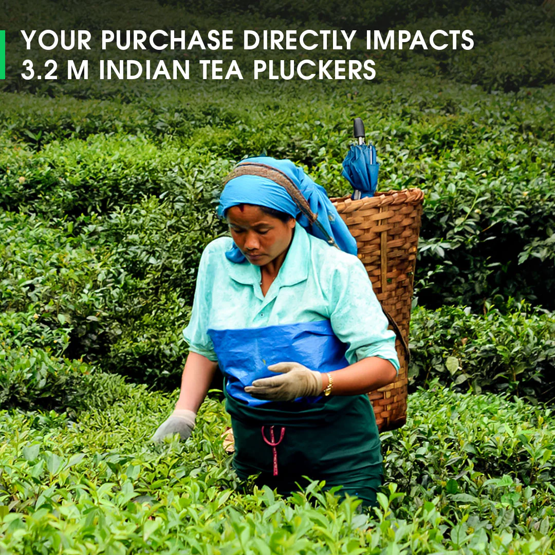 Darjeeling Upper Namring Spring Clonal Black (Signature Series) - Image 5