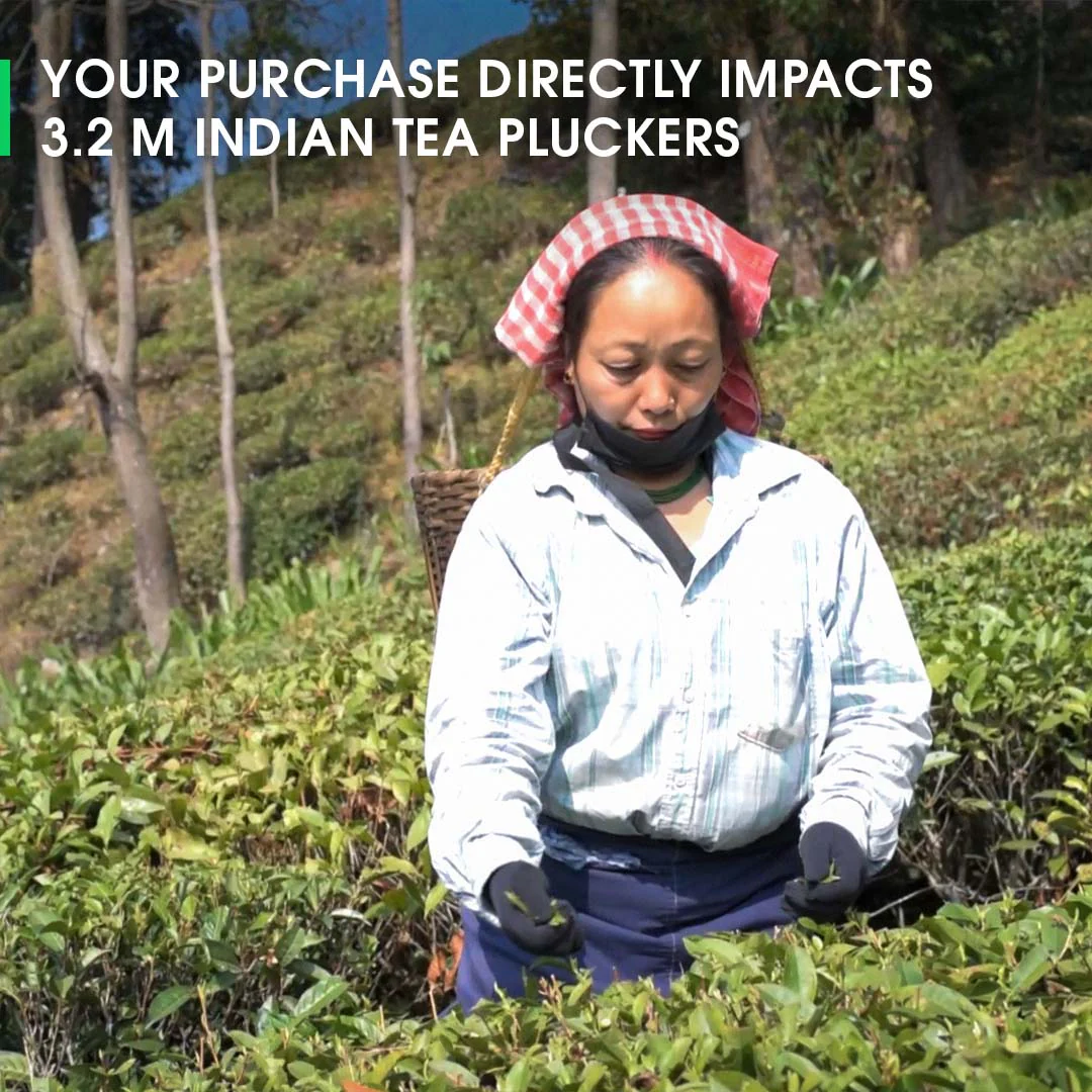Darjeeling Giddapahar Autumn Chinary Black - Image 5