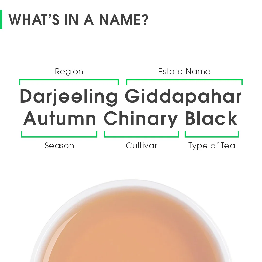 Darjeeling Giddapahar Autumn Chinary Black - Image 8