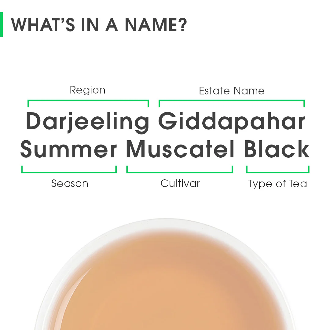 Darjeeling Giddapahar Summer Muscatel Black - Image 7