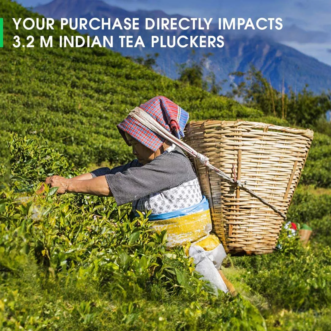 Darjeeling Jungpana Summer Muscatel Black - Image 8