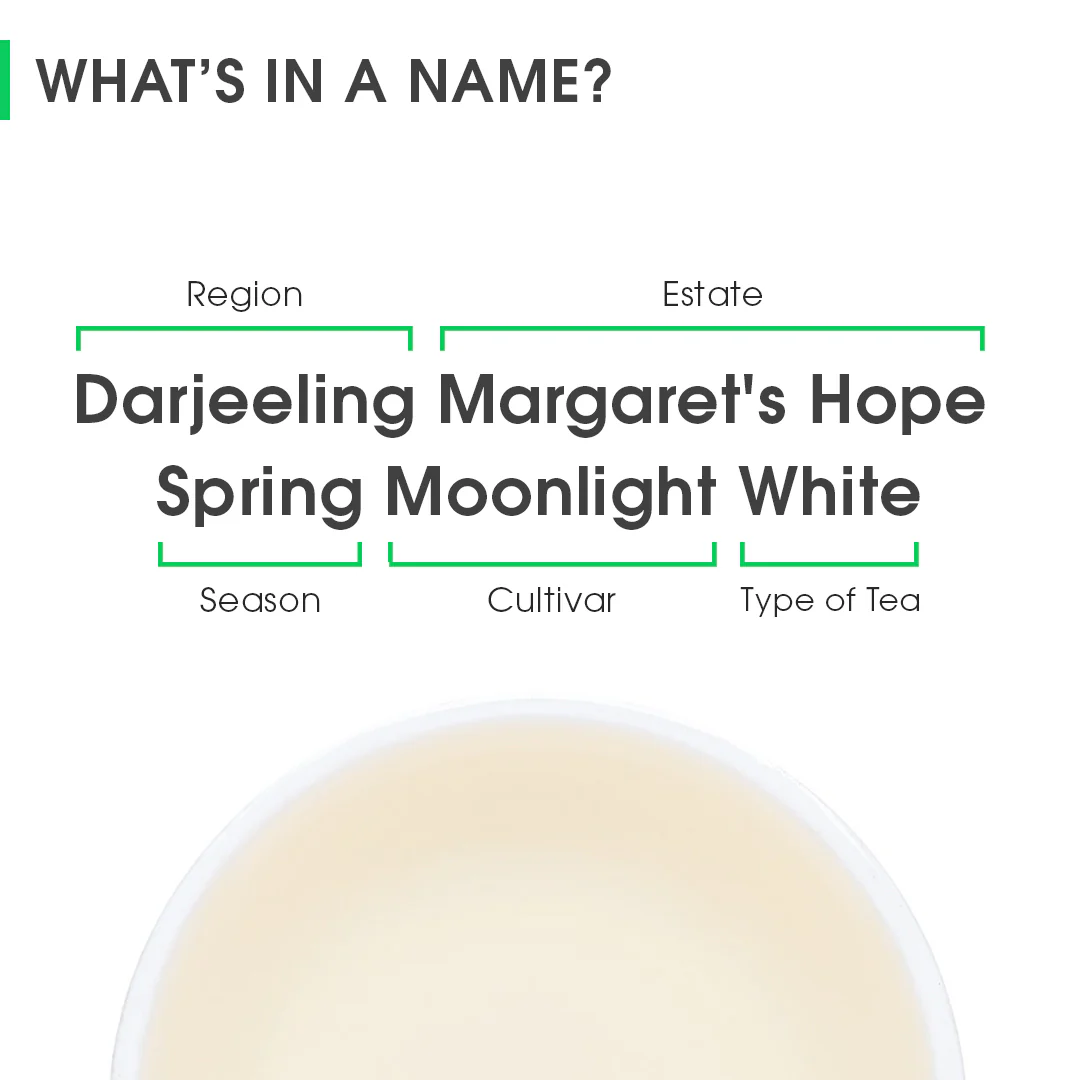 Darjeeling Margaret's Hope Spring Moonlight White - Image 8
