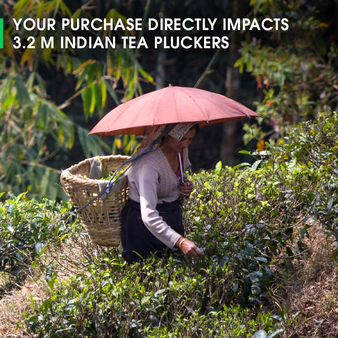 Darjeeling Margaret's Hope Spring Chinary Black - Image 5