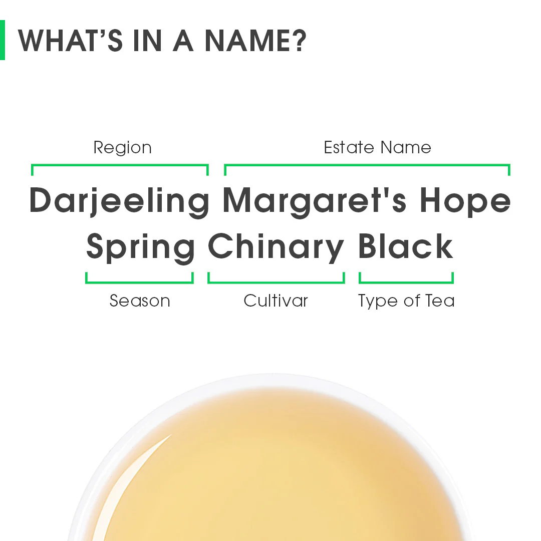 Darjeeling Margaret's Hope Spring Chinary Black - Image 8