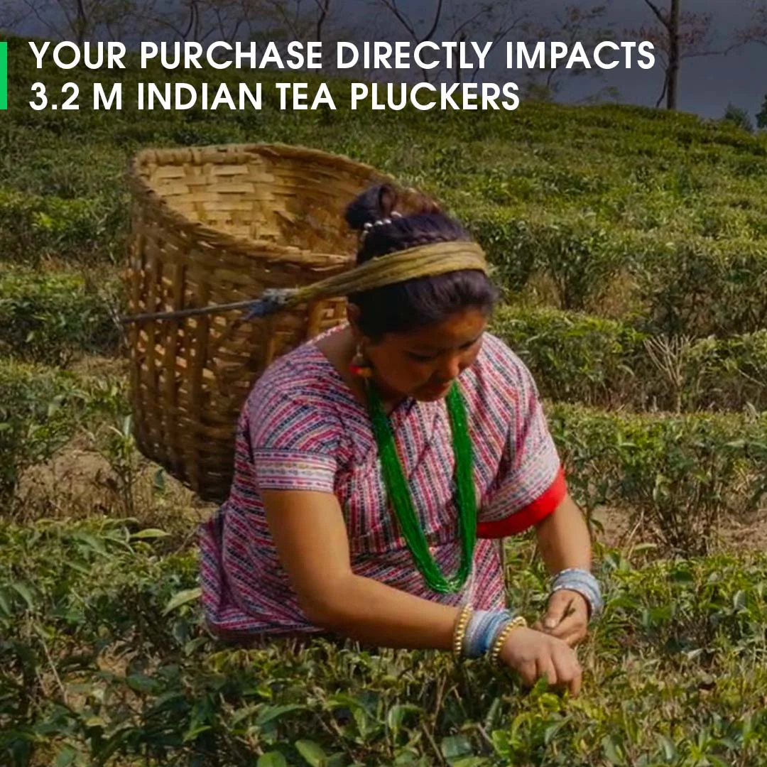Darjeeling Ruby - Image 5